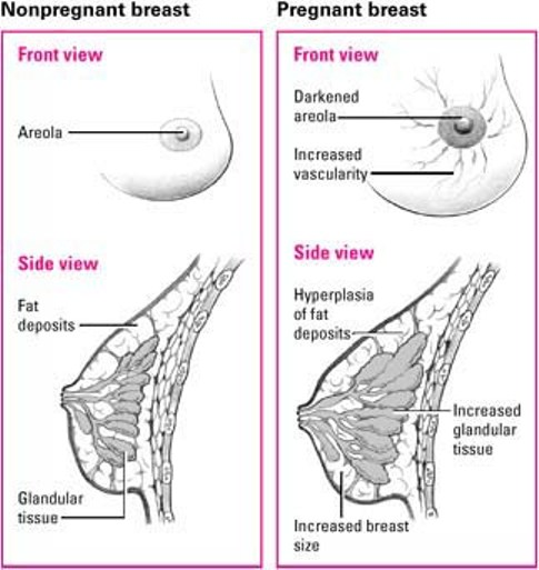 Assessing The Nonpregnant And Pregnant Breast Nurse Key