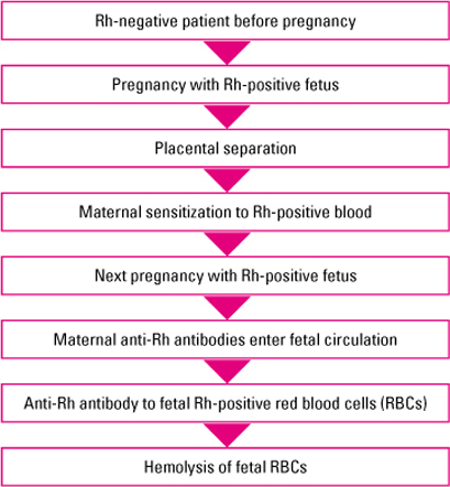 Hemolytic Disease Erythroblastosis Fetalis Nurse Key