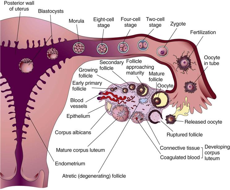 3. Fetal Development | Nurse Key