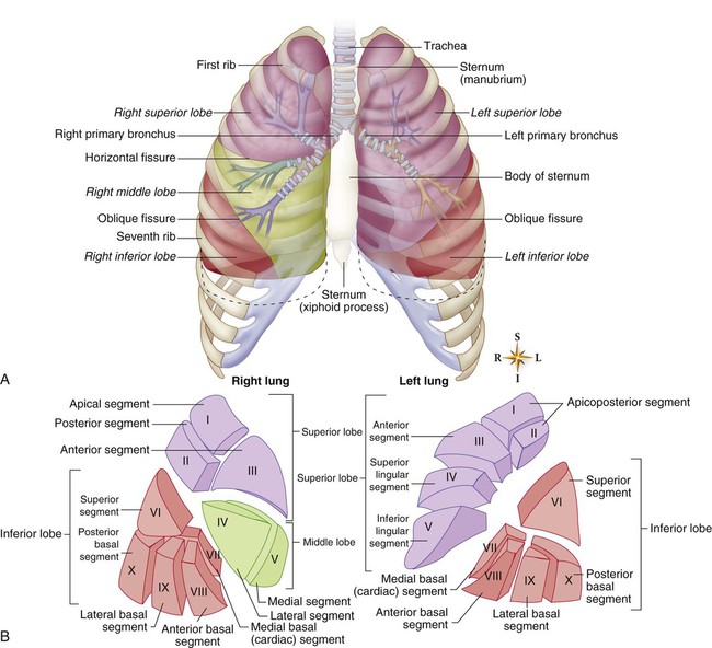 Pulmonary Anatomy And Physiology Nurse Key