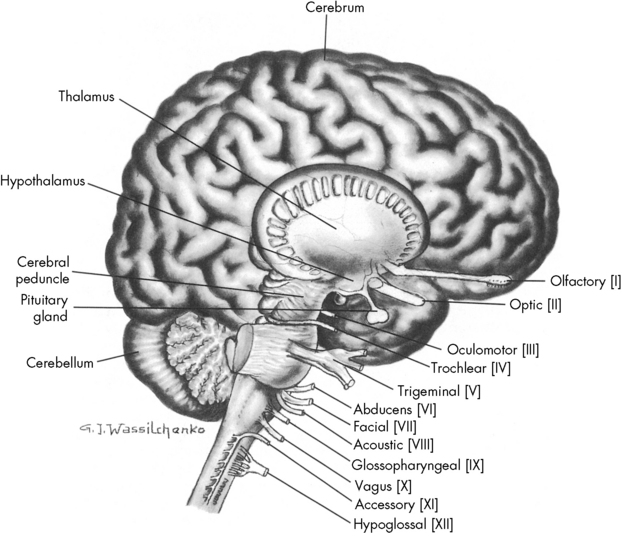 Neurologic Disorders Nurse Key 7030