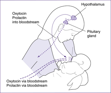 Breastfeeding and the Let-Down Reflex