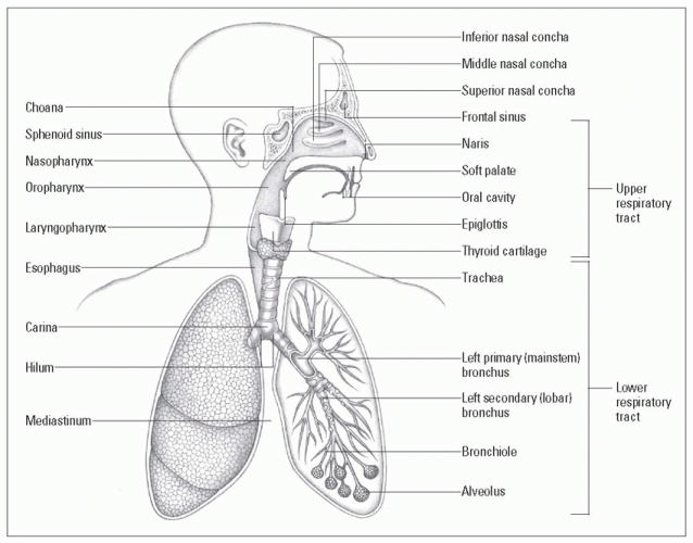 Respiratory problems | Nurse Key