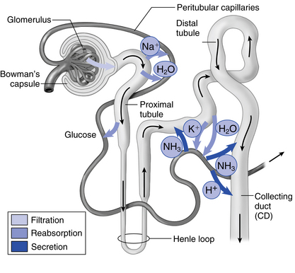 filtrate nephron through path renal physiology moves different figure parts