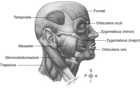 Muscular System | Nurse Key