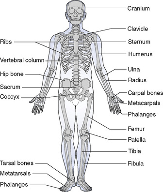 Bones of the head and trunk | Nurse Key