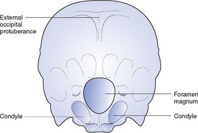 Bones of the head and trunk | Nurse Key