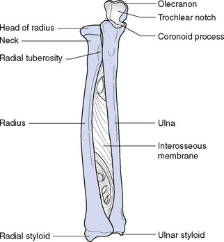 Bones of the limbs | Nurse Key