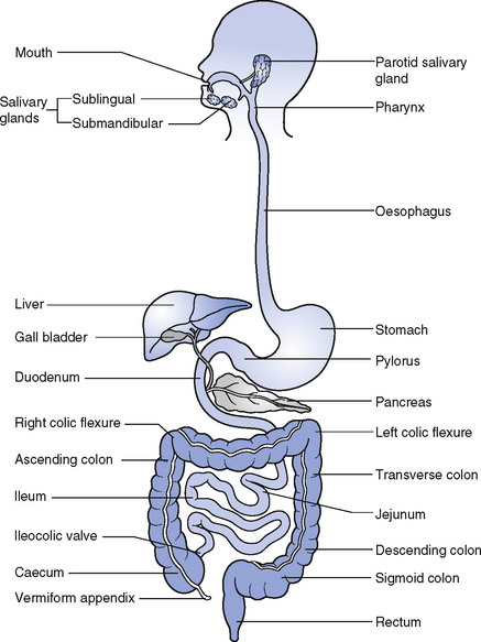 The digestive system | Nurse Key