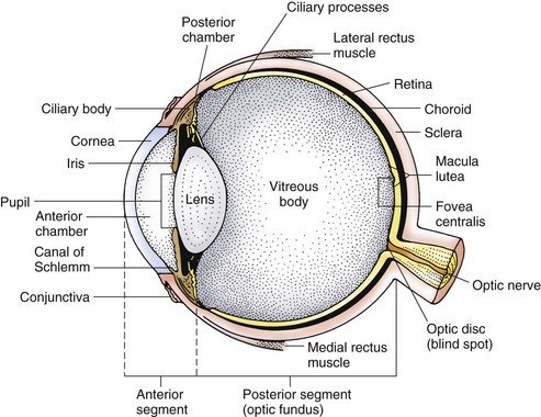Assessment of the Eye and Vision | Nurse Key