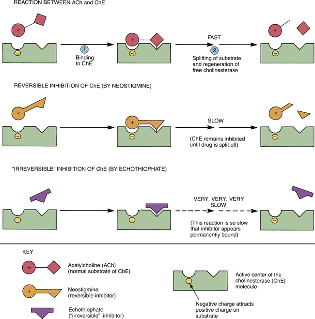 Cholinesterase Inhibitors And Their Use In Myasthenia Gravis Nurse Key