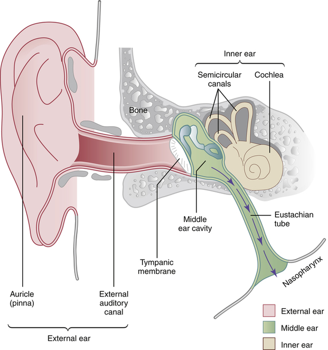 Drugs for the ear Nurse Key