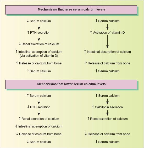 Drug Therapy To Regulate Calcium And Bone Metabolism Nurse Key