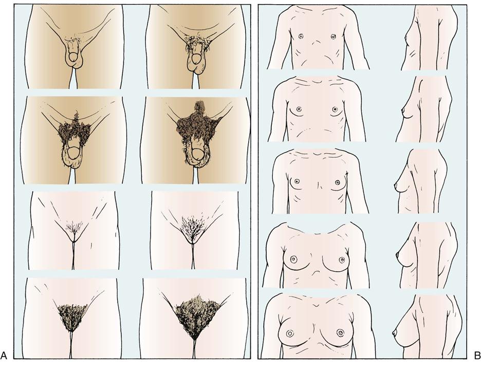 A, Sexual maturity ratings (SMRs) of pubic hair changes in adolescent boys ...
