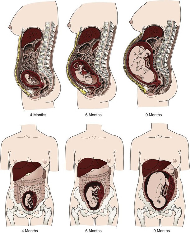 cervix anatomy during pregnancy