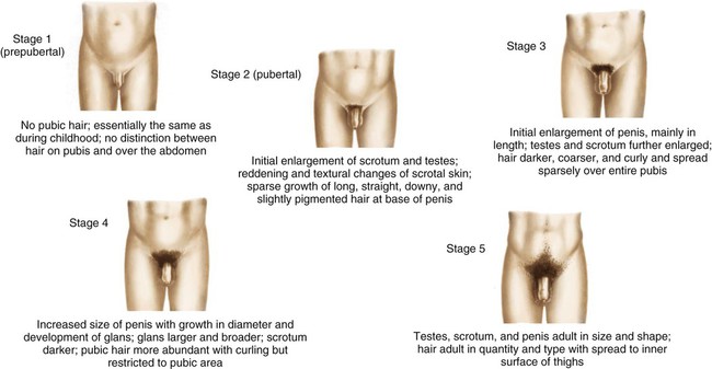 Puberty Fourthgradesexed