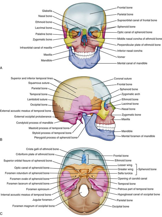 Floor: Floor Of The Cranial Cavity