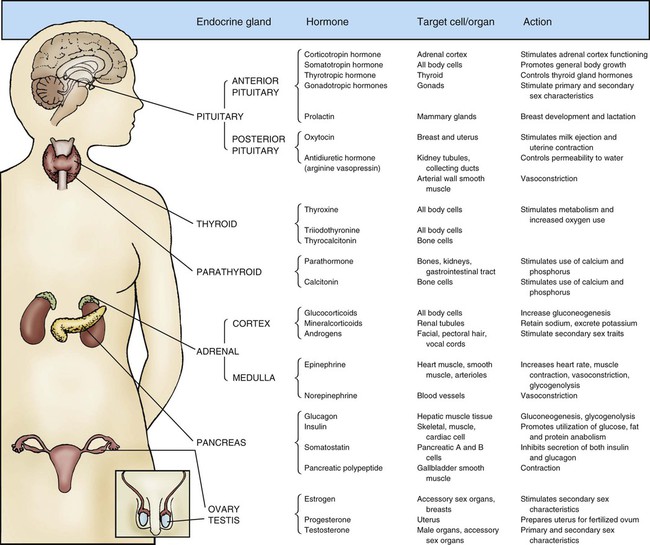 What Is The Target Organ Of The Growth Hormone