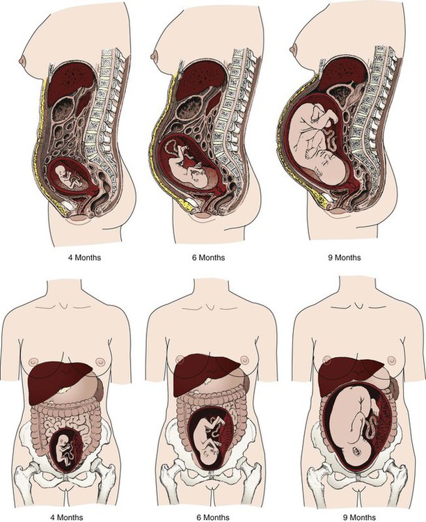 uterus-during-pregnancy-sizes-and-how-it-works