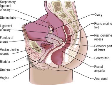 Anatomy and Physiology of the Female Reproductive System