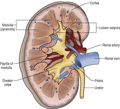 Nursing patients with urinary disorders | Nurse Key