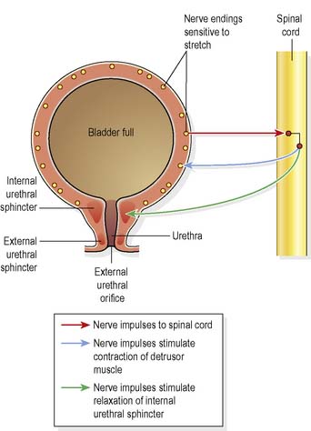 Maintaining continence | Nurse Key