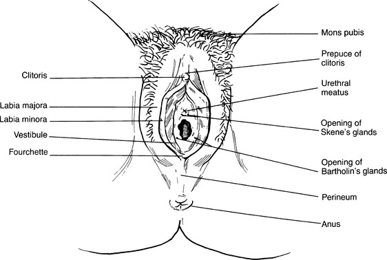 Mons pubis: Anatomy and structure.