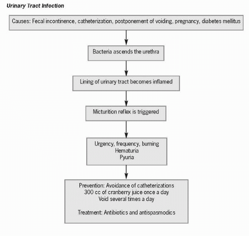 Pathophysiology Of Urinary Tract Infection  sharedoc