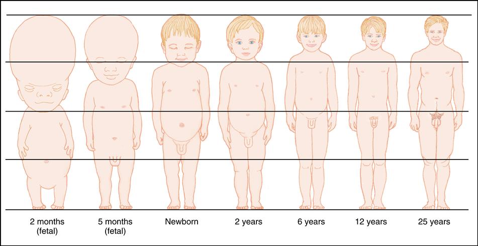 Proportions of a Healthy Child's Body at 2 and 5 Years of Age