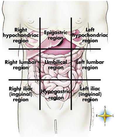1 Introduction To Anatomy And Physiology Nurse Key 1 Introduction To Anatomy And Physiology Nurse Key
