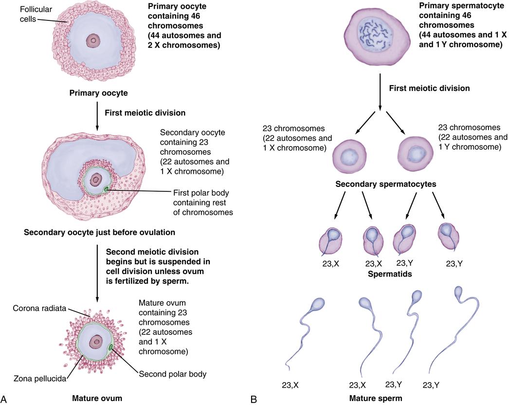 Conception and Prenatal Development | Nurse Key