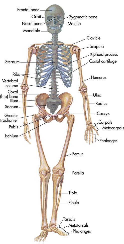 4. Care of the patient with a musculoskeletal disorder | Nurse Key