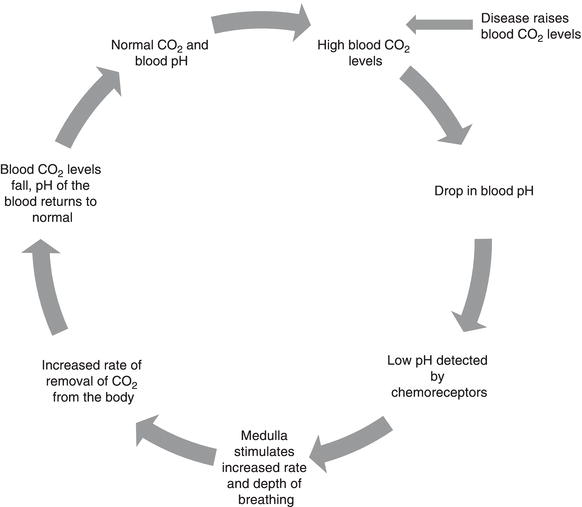 Homeostasis and the respiratory system