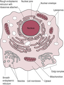 Introduction to physiology | Nurse Key