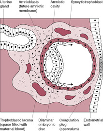 The placenta | Nurse Key