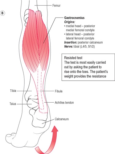 Contraction Of Which Muscle Would Cause Plantar Flexion Of The Foot