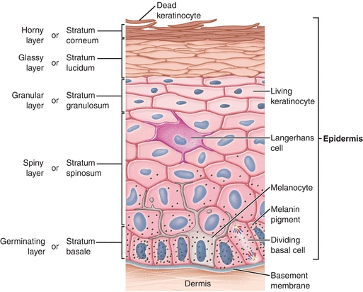 Skin: An Essential Organ | Nurse Key