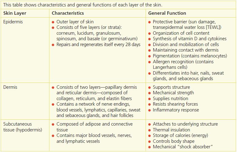 parts of the skin and their functions