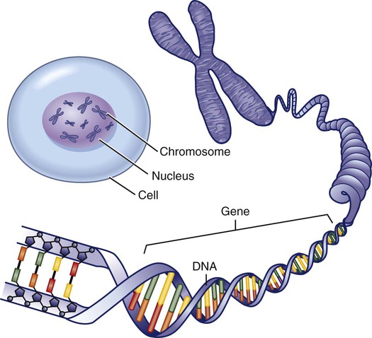 Genetics and Genomics | Nurse Key