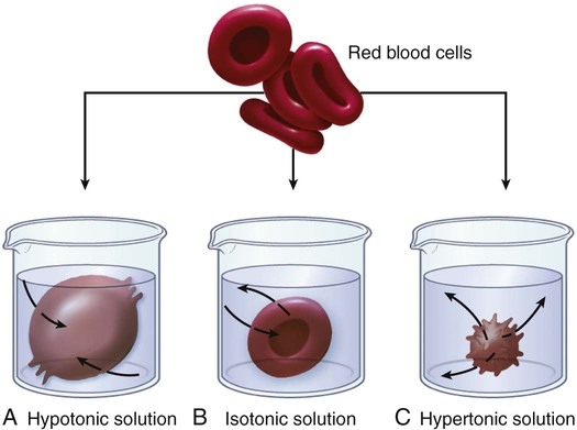 Эритроциты в гипотоническом растворе. Red Blood Cells. Опыт с эритроцитами. Моче слизь эритроциты