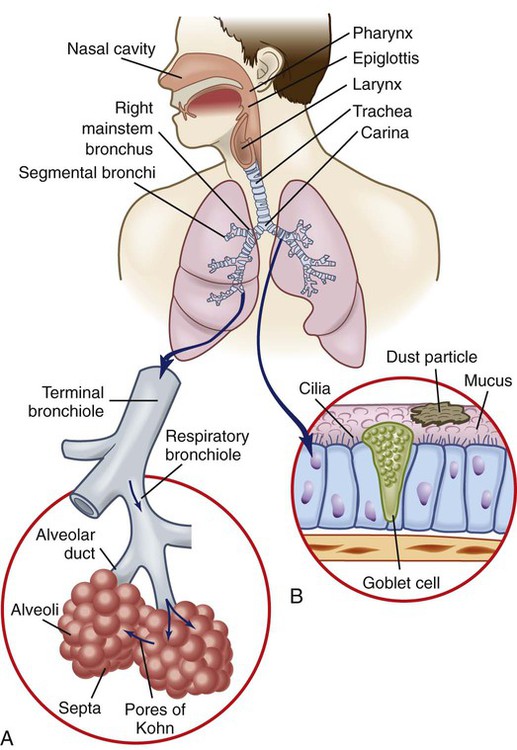 what portions of the respiratory system are referred to as anatomical dead space