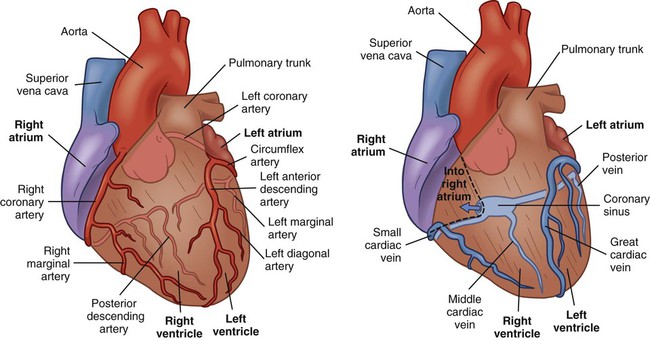 Nursing Assessment Cardiovascular System Nurse Key