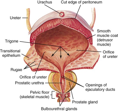 The smooth muscle layer of the urinary bladder is also called the muscle.  a. trigon b. detrusor c. levator ani d. rugae
