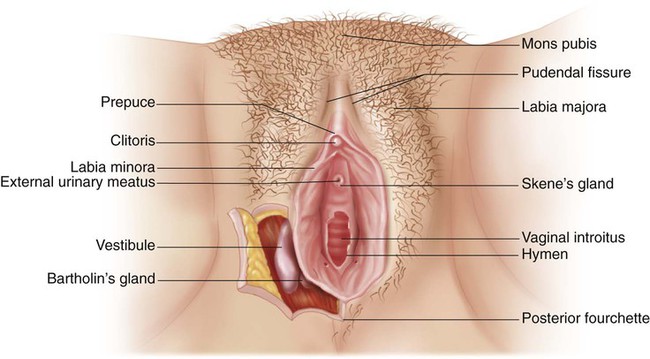 Female External Genital Organs - Women's Health Issues - MSD
