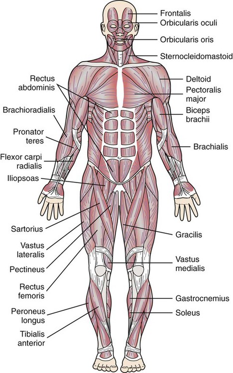 Body Structure and Function | Nurse Key