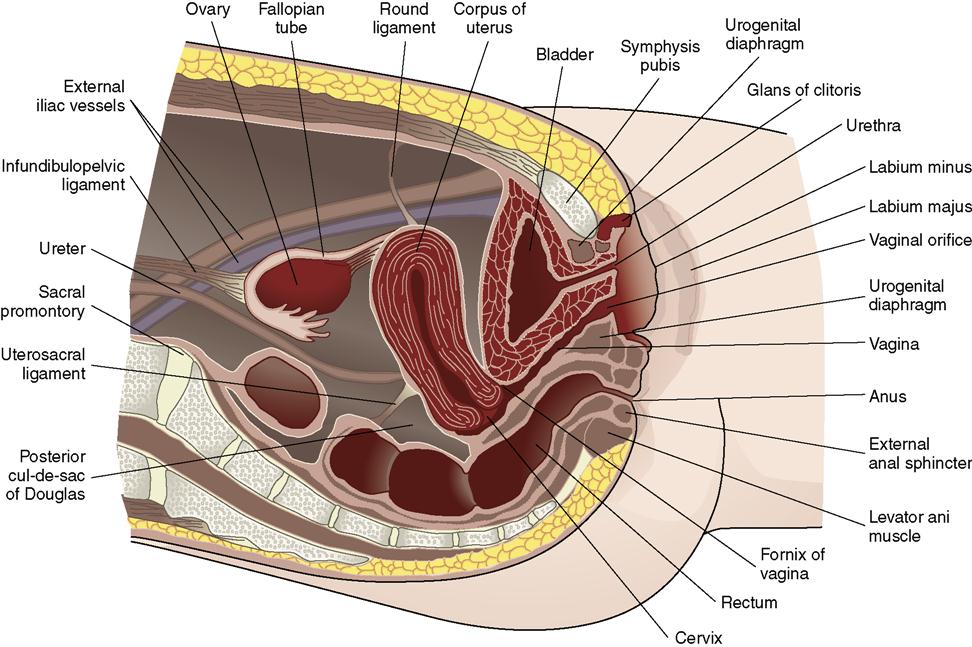 female anatomy external