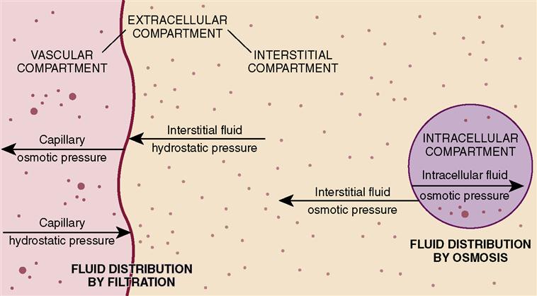 intracellular extracellular body fluid compartments