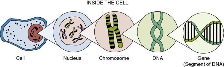 what chromosome does scids affect