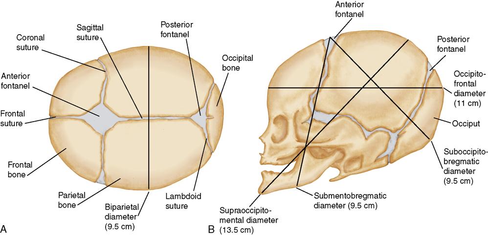 Sutures Of The Fetal Skull