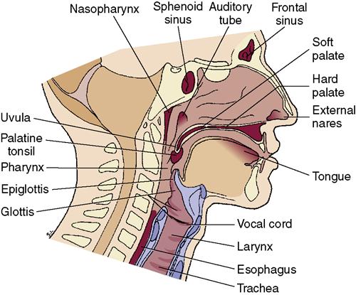 13. The Respiratory System